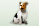 Urlaub mit Hund
