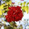 Im Herbst laden Vogelbeeren Scharen von Amseln und Staren zum Festschmaus. © Unionshop